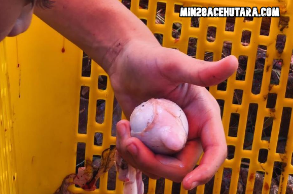 Makan Torpedo Kambing Diyakini Tingkatkan Vitalitas Pria, Apa Benar?